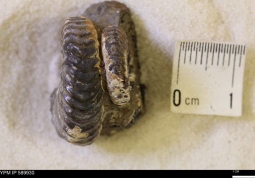 Jeletzkytes nebrascensis