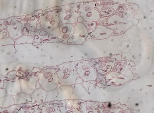 Pherusella brevituba
