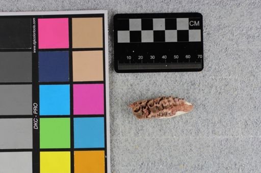 Camelidae