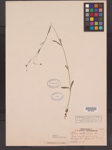 Silene antirrhina