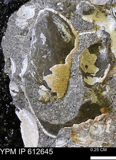 Limopsis striatopunctatus
