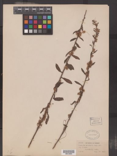 Cuscuta pentagona