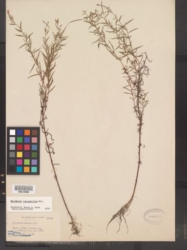 Epilobium leptophyllum