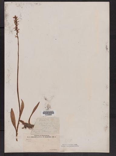 Spiranthes romanzoffiana