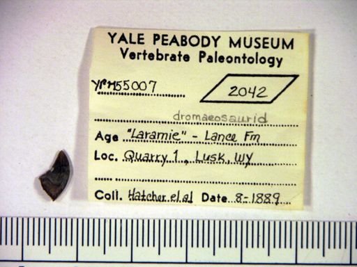 Dromaeosauridae
