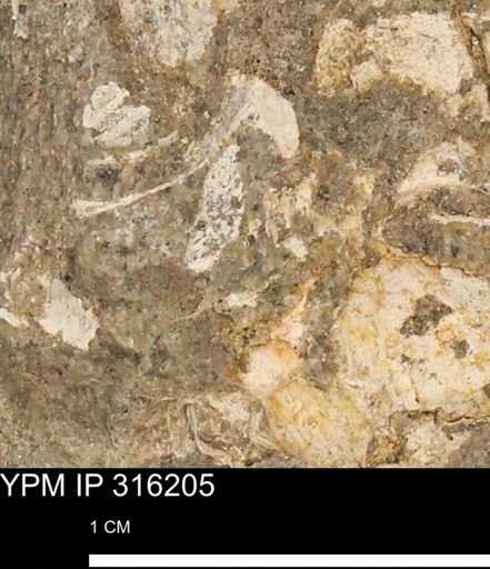 undet. Mollusca