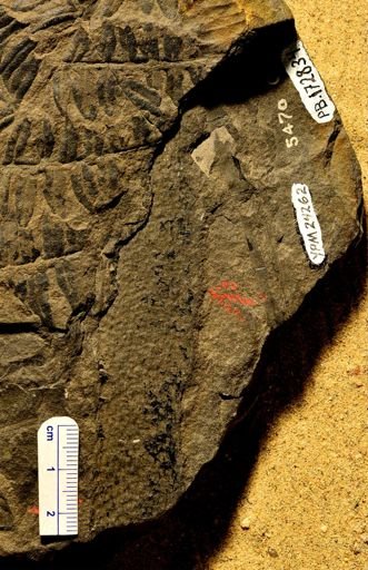 Lepidodendron sp.