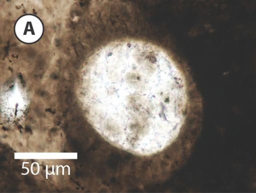 Variomargosphaeridium gracile