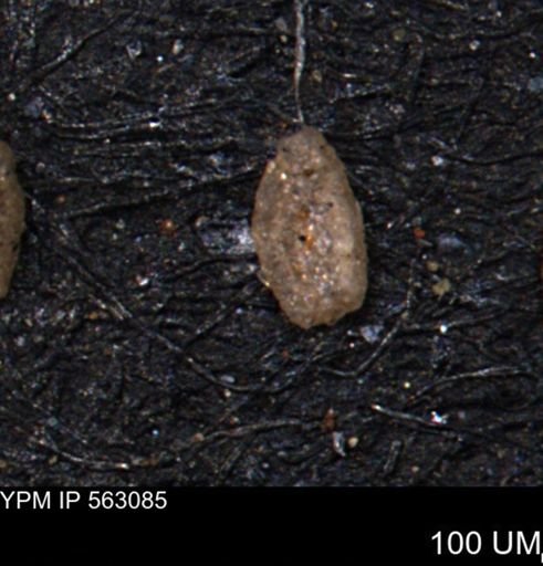 Miliammina manitobensis