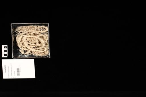 Lampropeltis getulus