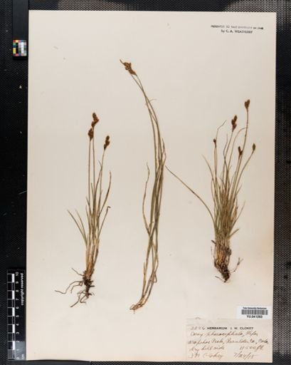 Carex
