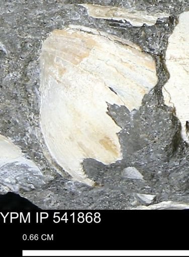 Limopsis striatopunctatus