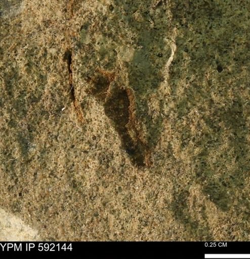 Mollusca?