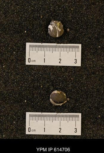 Limopsis striatopunctatus