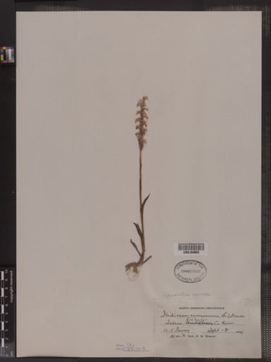 Spiranthes cernua