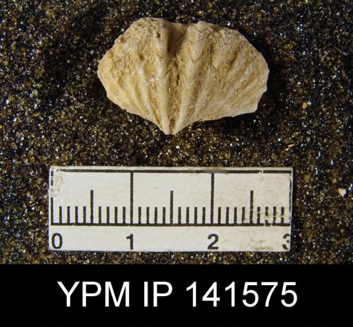 Spiriferina (Punctospirifer) cristata