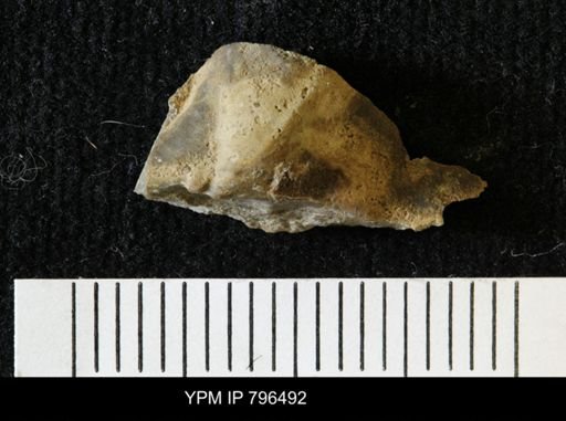Pteria linguiformis