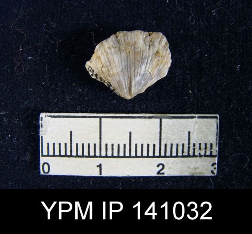 Spirifer (Neospirifer) musakheylensis