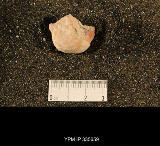 Linoproductus cora