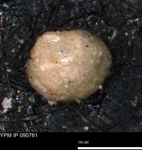 undet. Foraminiferida
