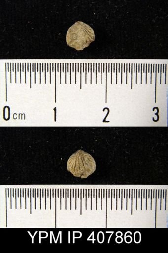 Zygospira paupera