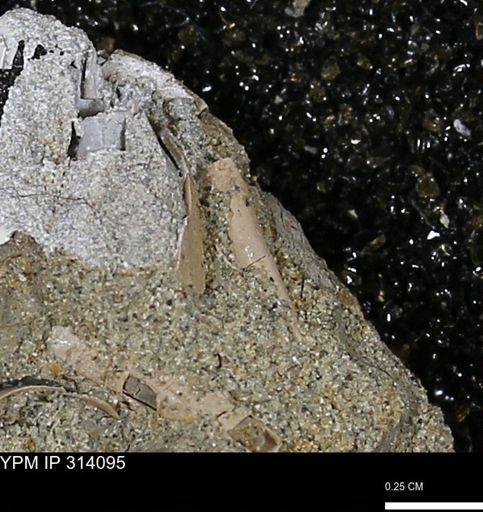 undet. Scaphopoda