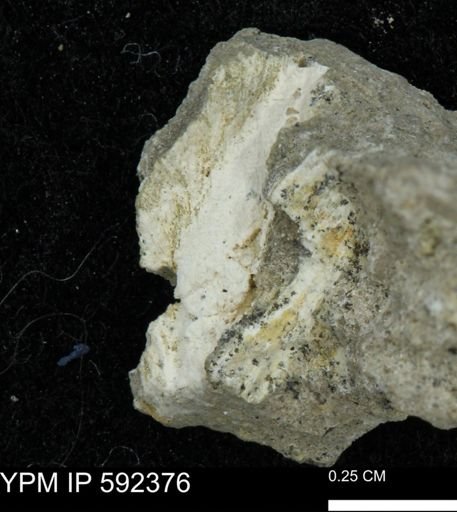 undet. Mollusca