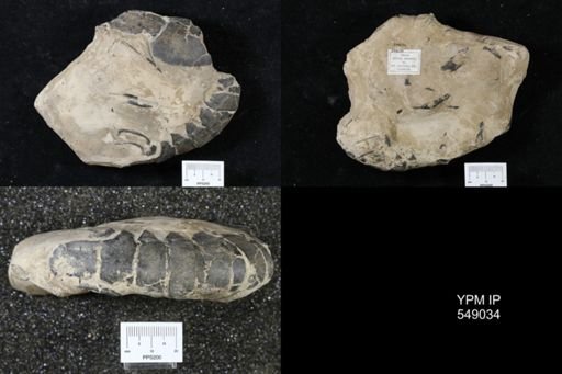 Hoploparia gammaroides