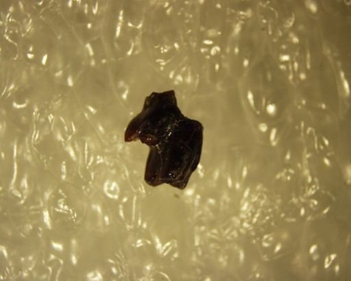 Gelastops sp.