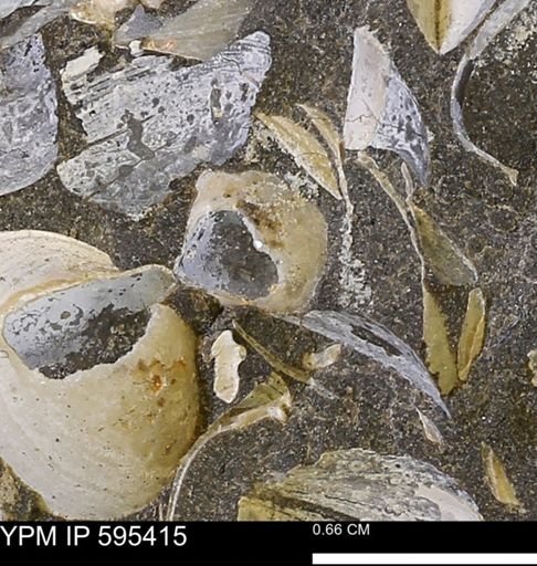 Protocardia sp.