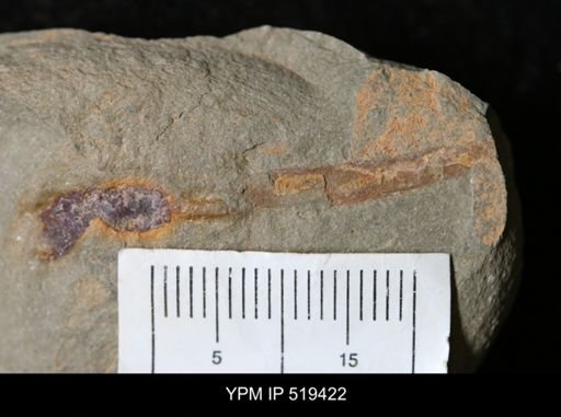Sphenothallus?