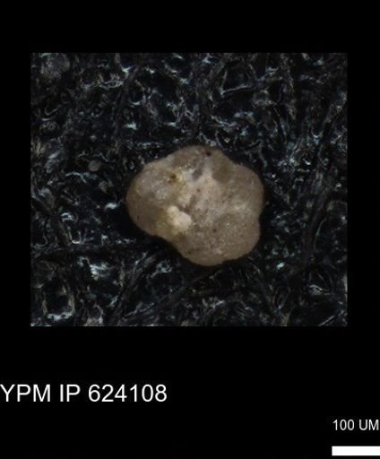 undet. Foraminiferida