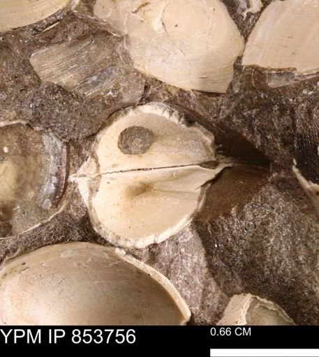 Limopsis striatopunctatus