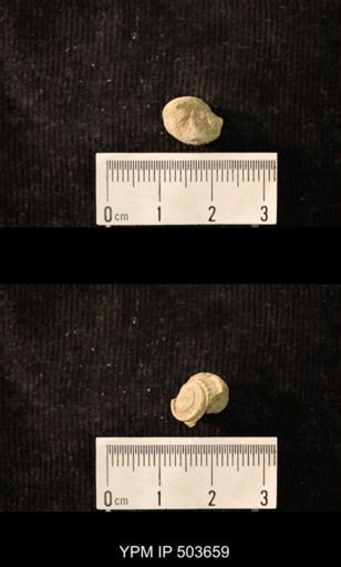 Worthenia tabulata
