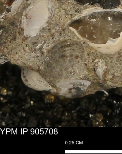 Corbulamella sp.