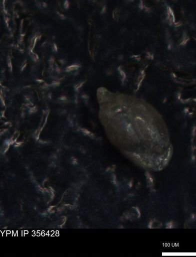 undet. Foraminiferida