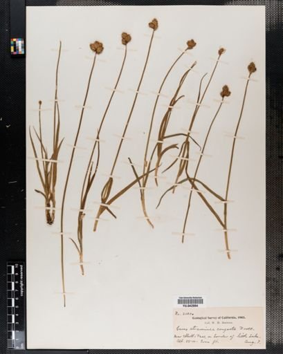 Carex