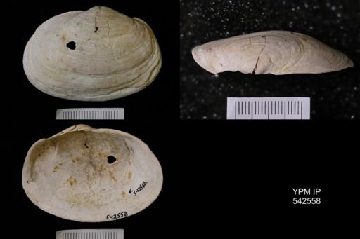 Panopea sp.