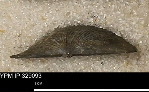 Chonetes scitulus