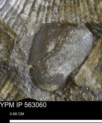 undet. Bivalvia
