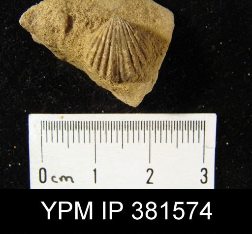 Rhynchospira formosa