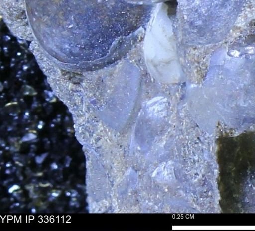 undet. Bivalvia