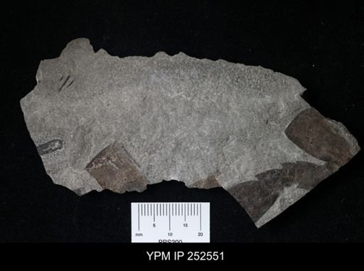 undet. Eurypterida
