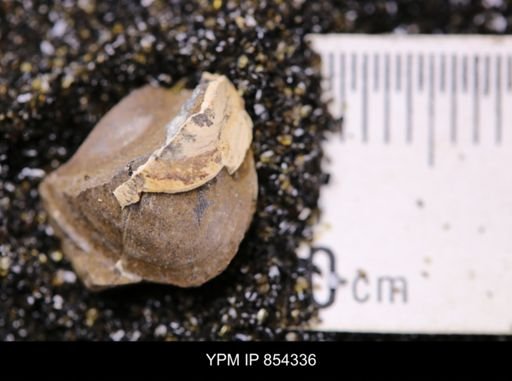 Limopsis striatopunctatus