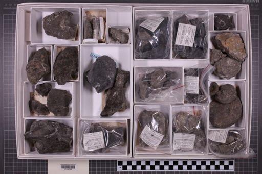 mixed taxa, stratigraphic collection