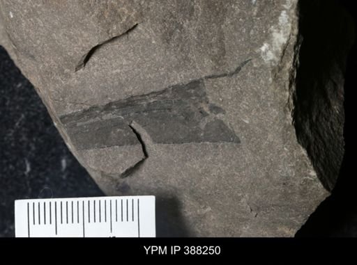 Eurypterus sp.