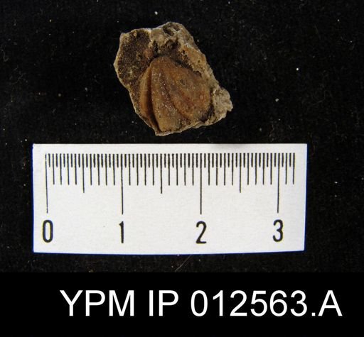 Pugnoides bidentatus