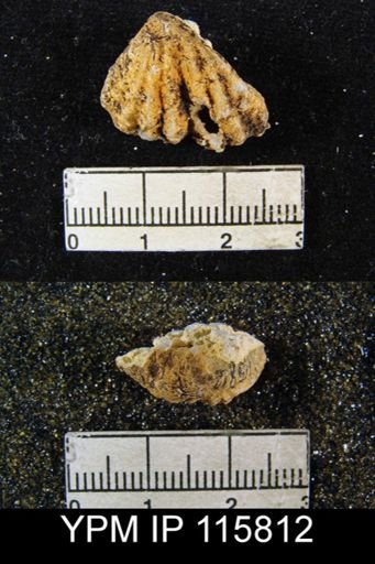 Enteletes wordensis