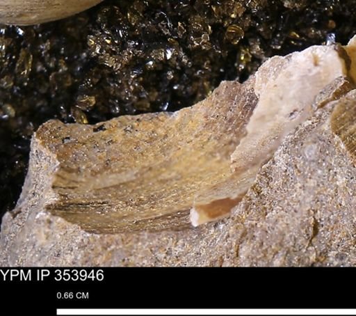 Limopsis striatopunctatus