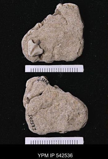 Abertella sp.